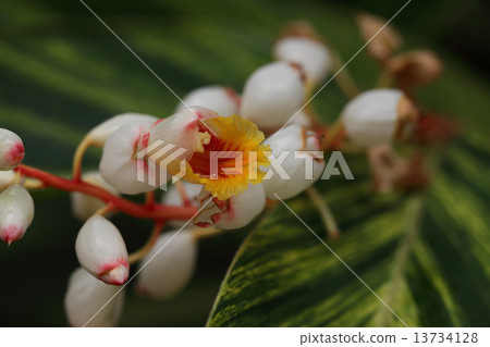 Spotted ghetto flowers 13734128