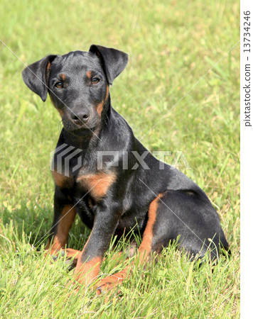 German Hunting Terrier on the green grass lawn 13734246
