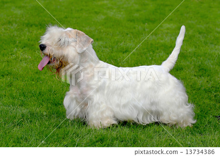 White Sealyham Terrier in the garden White Sealyham Terrier in the garden 13734386