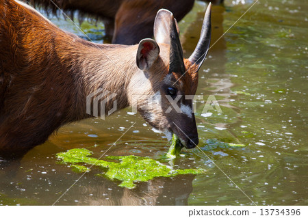 Antelope Sitatunga eats water algae in the small lake 13734396