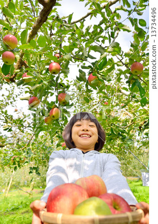 喜歡蘋果狩獵的女孩 13734496