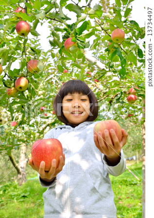 A girl who enjoys apple hunting 13734497