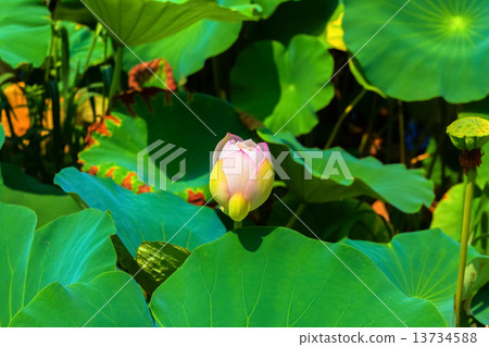 A lot of lotus fields 13734588
