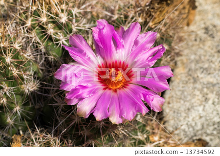 Telocoluts · Bicolor, President, Cactiidae, Mexico Telocoluts · Bicolor, President, Cactiidae, Mexico 13734592