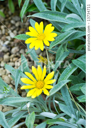 雜色菊·Regence ,,雜色菊·檸檬餡餅，飾品菊花，菊科，南非 13734711