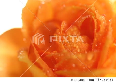 Roses with waterdrops up Roses with waterdrops up 13735034
