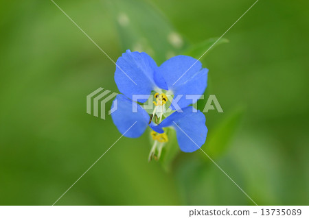 Axilla Axilla 13735089