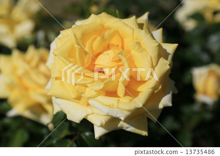 Yellow Rose Yellow Rose 13735486