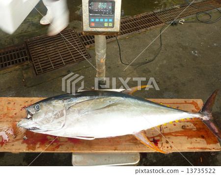 金槍魚 13735522
