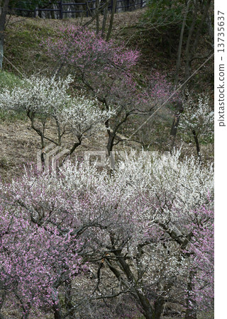 梅花林 梅花林 13735637