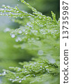After the rain 1 13735987