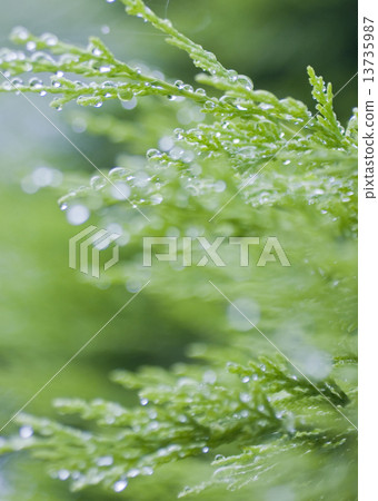 After the rain 1 13735987