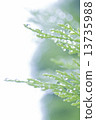 After the rain 2 13735988