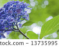 Hydrangea 3 13735995