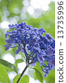 Hydrangea 4 13735996