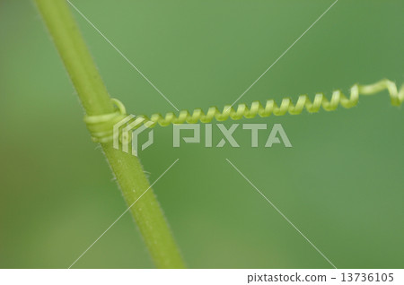 Growing vine 13736105