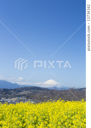 Rape blossoms and Mount Fuji 13736162