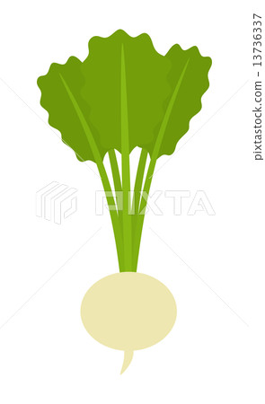 turnip 13736337