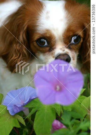 Dog looking at morning glory 13736386