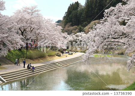 Cherry tree of Kitasugawa · Imadegawa 13736390