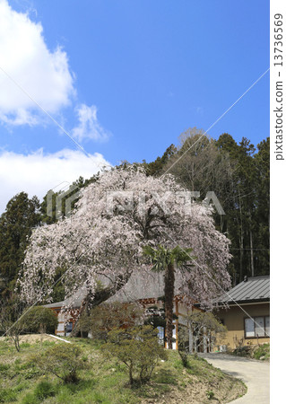 在Anzaiji的櫻花 在Anzaiji的櫻花 13736569