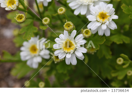 Fever Few flowers Fever Few flowers 13736634