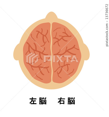 Left brain and right brain Left brain and right brain 13736672