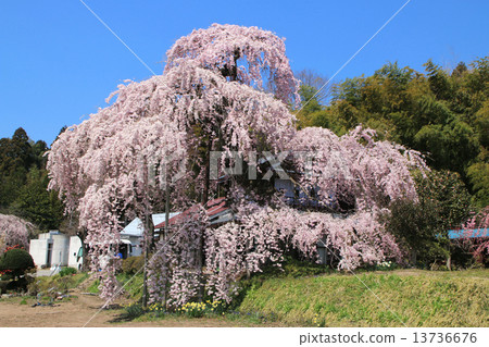 Yokota Jinya Goten Sakura 13736676