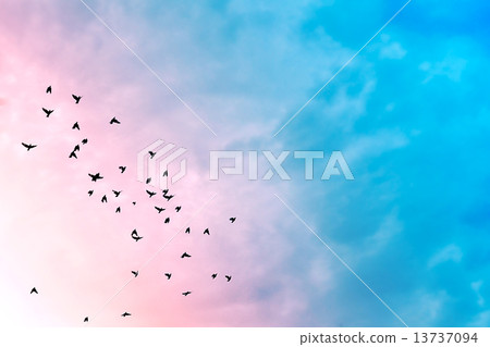 Birds in the sky. 13737094
