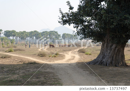 India Buddha Gaya road to Masansei Mountain Horses grazing 13737497