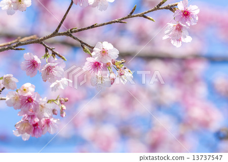 日本第一個盛開的櫻花樹沖繩總公司 日本第一個盛開的櫻花樹沖繩總公司 13737547