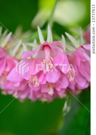 Don Bear flowers 13737613