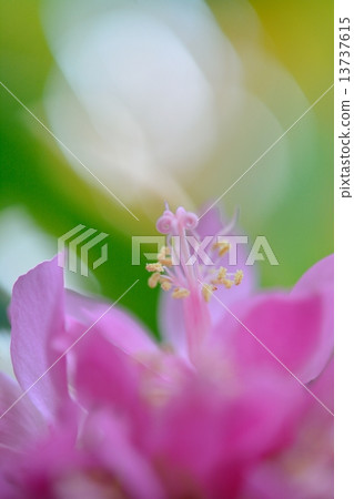 Don Bear flowers 13737615