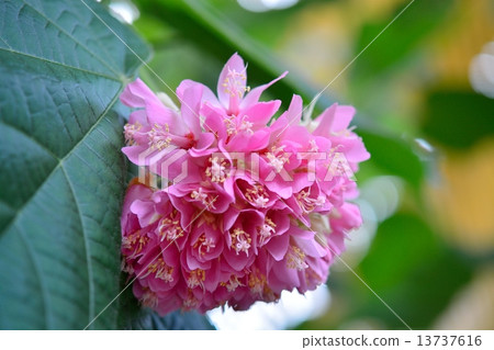 Don Bear flowers Don Bear flowers 13737616