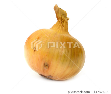 bulbs of onion bulbs of onion 13737698