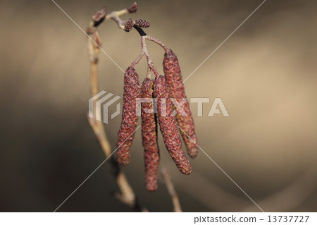 Natural plant alder, male flowers and female flowers. Although it is a tree commonly seen at the waterside, it seems that attention is gaining attention on medicinal efficacy Natural plant alder, male flowers and female flowers. Although it is a tree commonly seen at the waterside, it seems that attention is gaining attention on medicinal efficacy 13737727