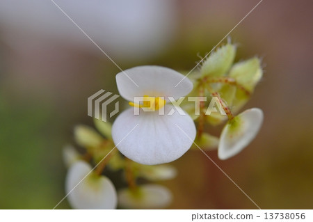 Rex Begonia flowers 13738056