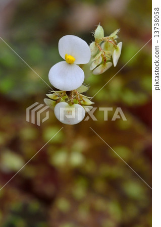 Rex Begonia flowers Rex Begonia flowers 13738058