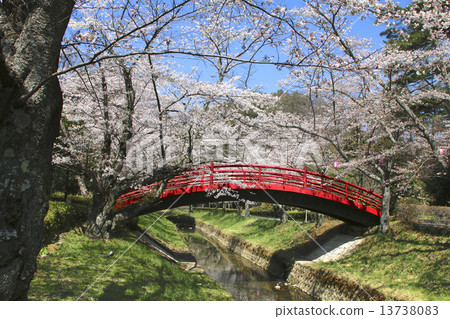 Cherry blossoms at Minakigaoka Park Cherry blossoms at Minakigaoka Park 13738083