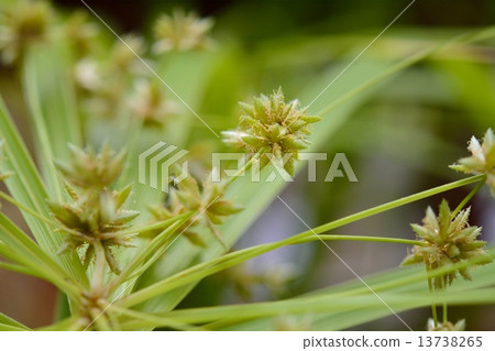 紙莎草 紙莎草 13738265