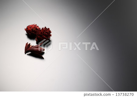 乾花 乾花 13738270