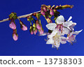 李Cerasoides 13738303