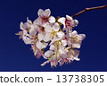 李Cerasoides 13738305