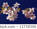 李Cerasoides 13738306