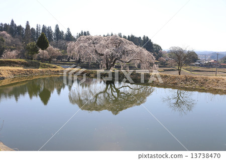 花園Hanazono Sakura 13738470