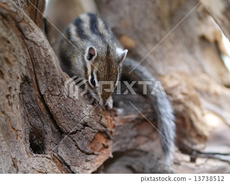 Chipmunk 13738512