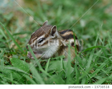 花栗鼠 花栗鼠 13738518
