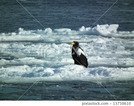 White-tailed eagle on ice White-tailed eagle on ice 13738610