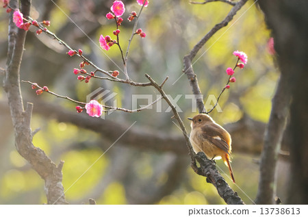 Plum blossoms and jawbutaki Plum blossoms and jawbutaki 13738613