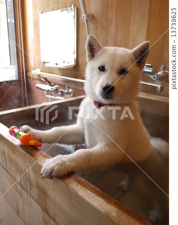 Hokkaido dog 13738625